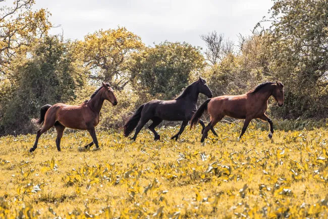 Pension équine de Briseval