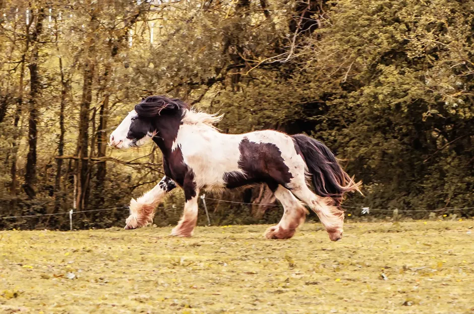 Pension équine de Briseval - au galop