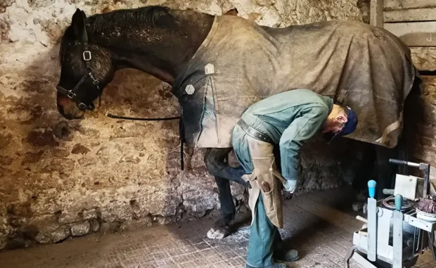 Pension équine de Briseval dans le cotentin - maréchal-ferrant