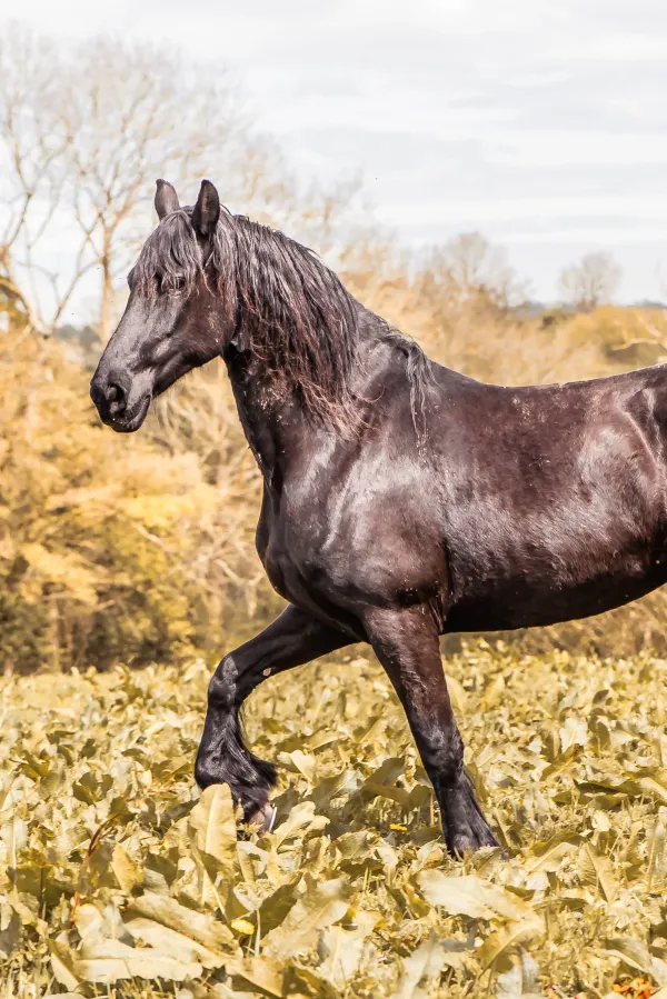 Pension équine de Briseval