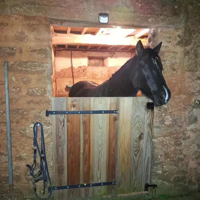 Pension équine de briseval dans le cotentin - dans le box