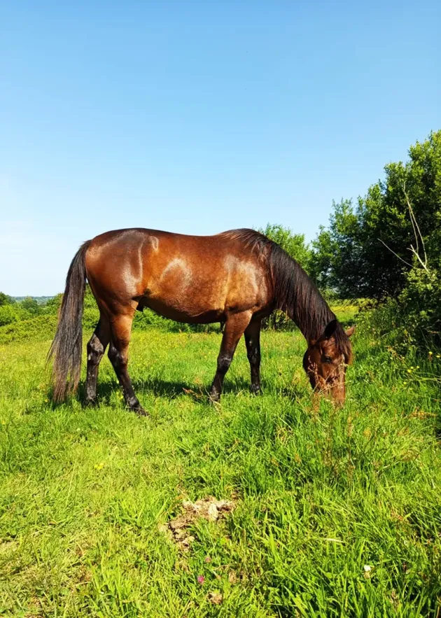 Pension équine de Briseval - cheval dans le pré
