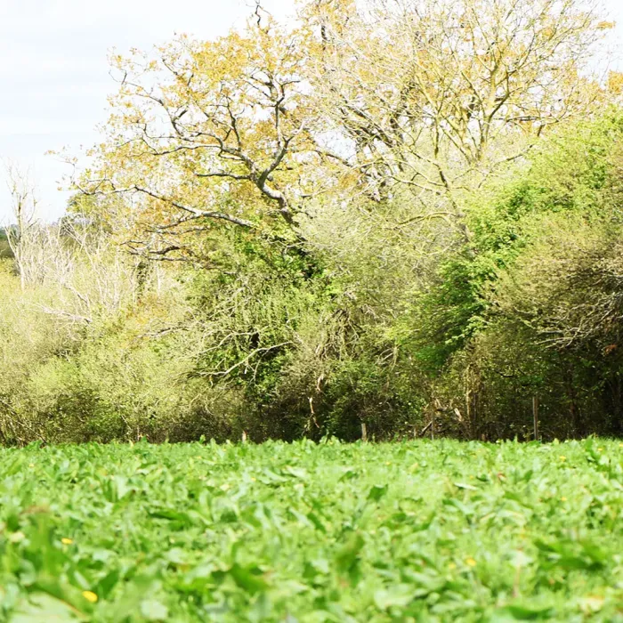 Pension équine de briseval dans le cotentin - dans le pré