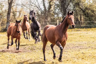 Pension équine de Briseval dans le cotentin - Chevaux qui s'amusent