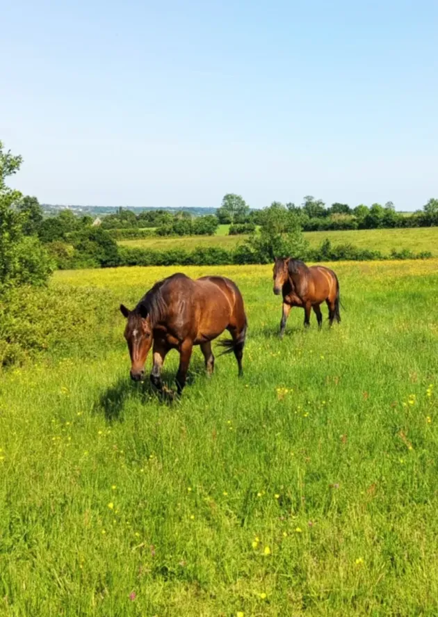 Pension équine de Briseval - deux chevaux dans les champs