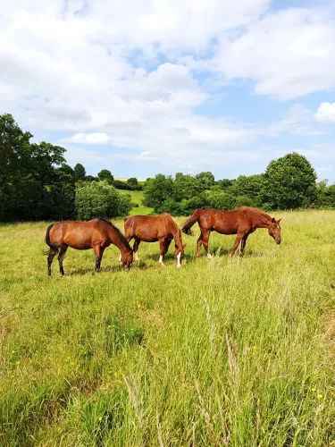 Pension équine de Briseval dans le cotentin - chevaux dans les champs
