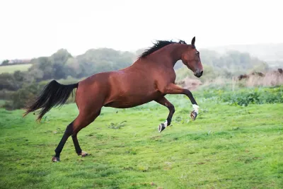 Pension équine de Briseval dans le cotentin - saut