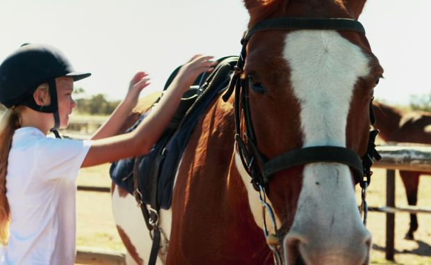 Pension équine de Briseval
