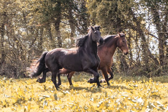 Pension équine de Briseval