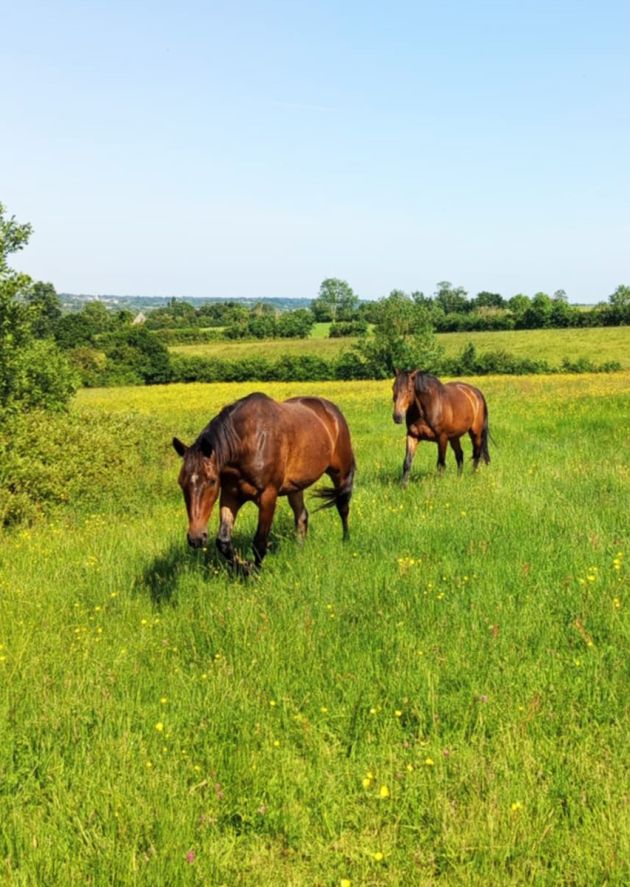 Pension équine de Briseval