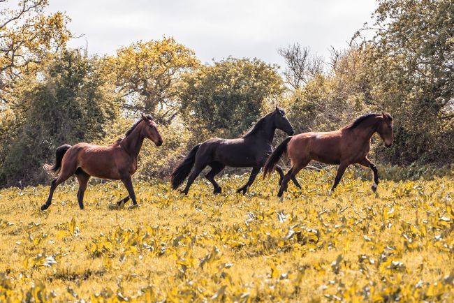 Pension équine de Briseval