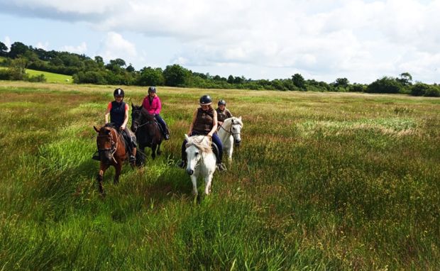 Pension équine de Briseval