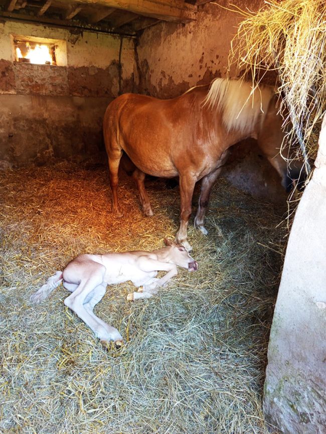 Pension équine de Briseval
